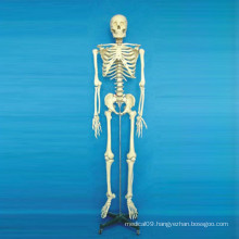 Medical Demonstration Human Skeleton Model (R020102)